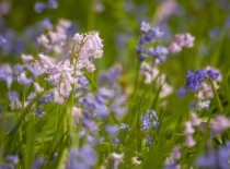 Wilde hyacinten / M. Frowijn