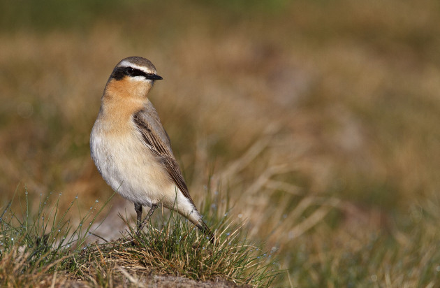in de grijze duinen bij Den Helder is deze zeldzame vogelsoort nog  te vinden