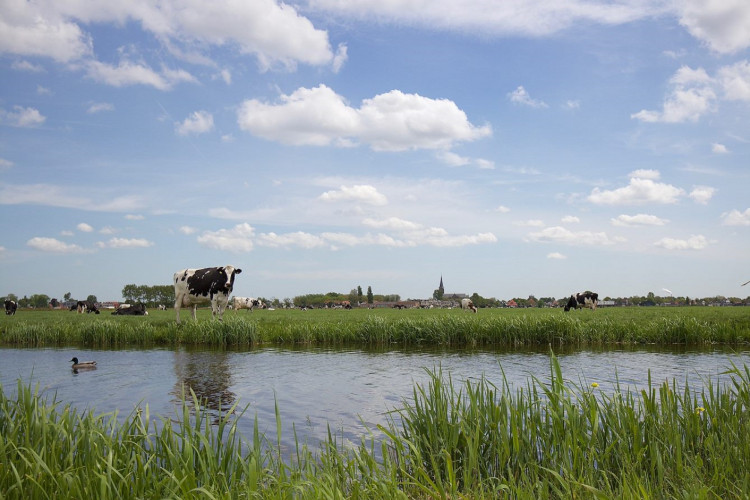 Vee in polder Zuiderveen