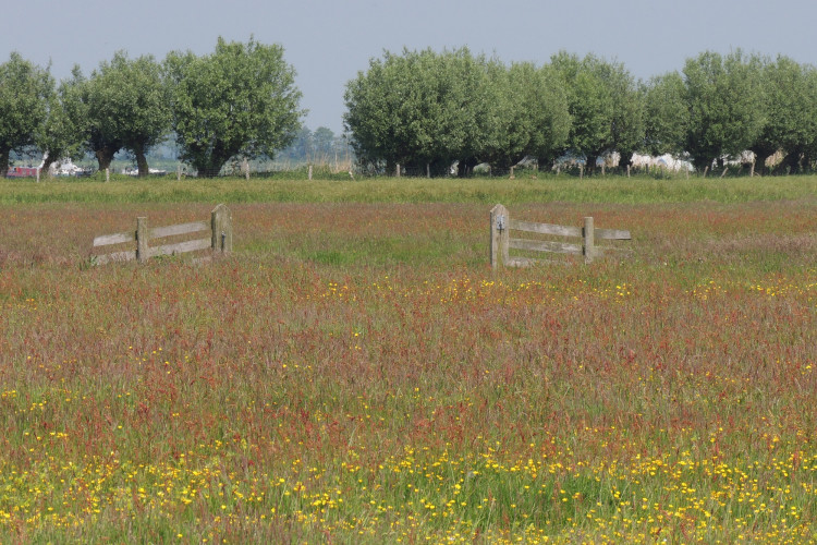 Zoals een polder er in het voorjaar hoort uit te zien / Henk van Bruggen