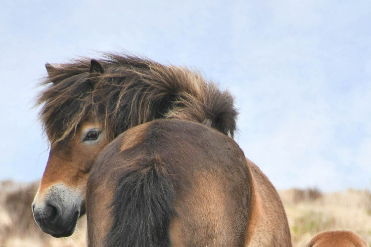 Exmoor pony / Pixabay