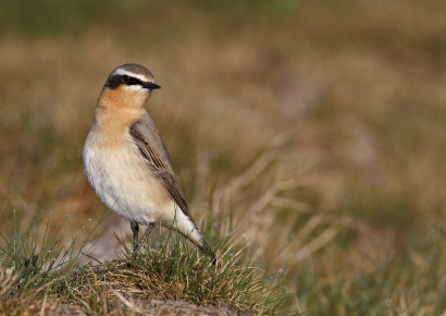 in de grijze duinen bij Den Helder is deze zeldzame vogelsoort nog  te vinden