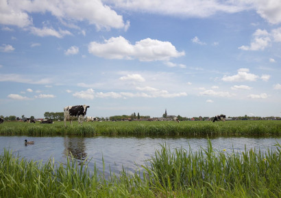 Vee in polder Zuiderveen