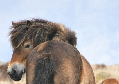 Exmoor pony / Pixabay
