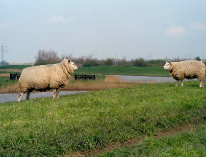 schapen 