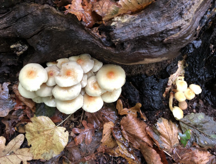paddenstoelen in Wildrijk