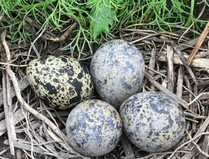 Kievitseieren, waarvan één recent gelegd is. De andere drie eieren liggen onder het stof.